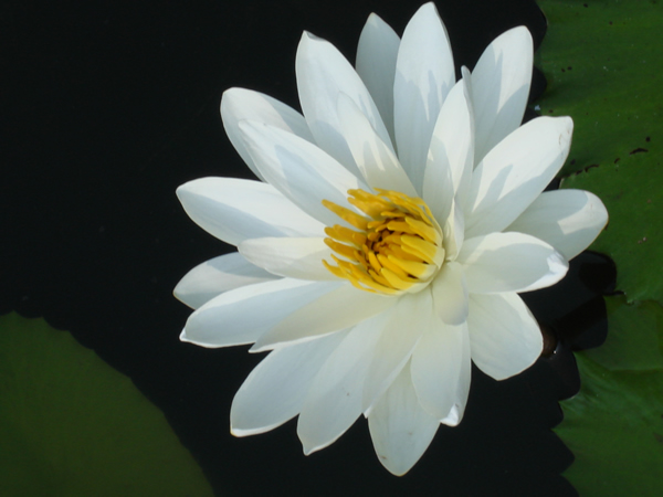 lotus1.jpg