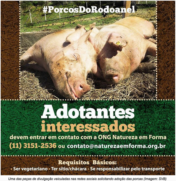 cartaz adocao porcos