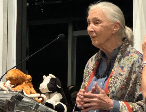 Jane Goodall incentiva o veganismo durante palestra em São Paulo