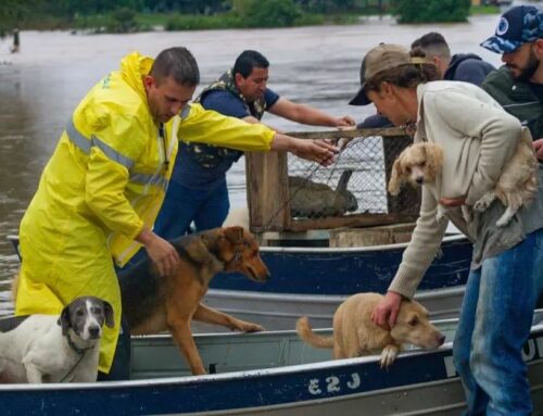 Como ajudar os animais vítimas das enchentes no Rio Grande do Sul
