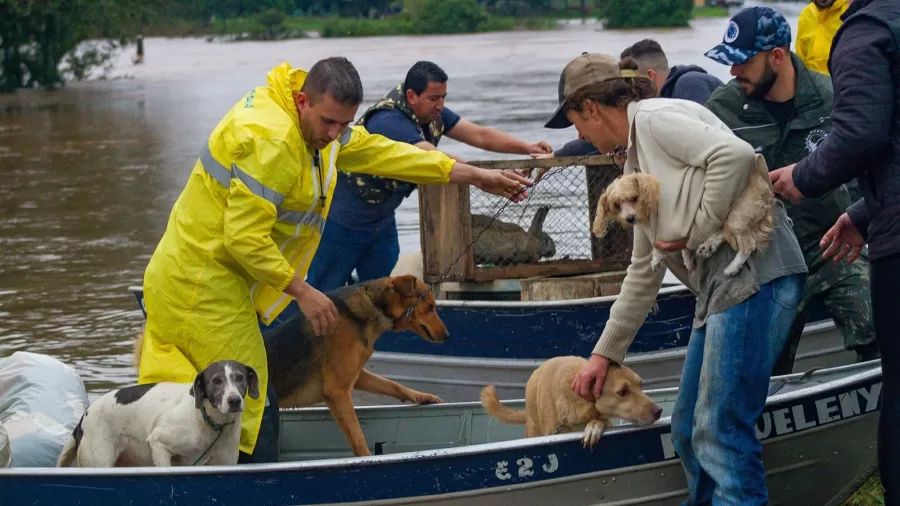 como ajudar os animais vitimas das enchentes no Rio Grande do Sul