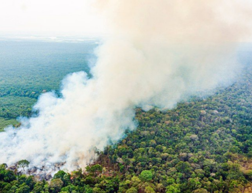 Dia da Amazônia