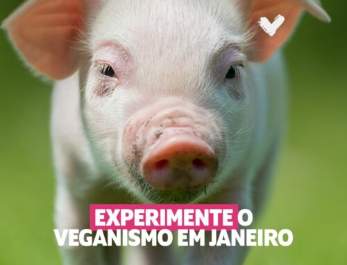 Sociedade Vegetariana Brasileira – SVB anuncia parceria para 2025 com a campanha global Veganuary