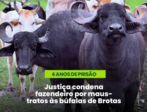 Justiça para as búfalas de Brotas: uma vitória coletiva pelo respeito à vida animal