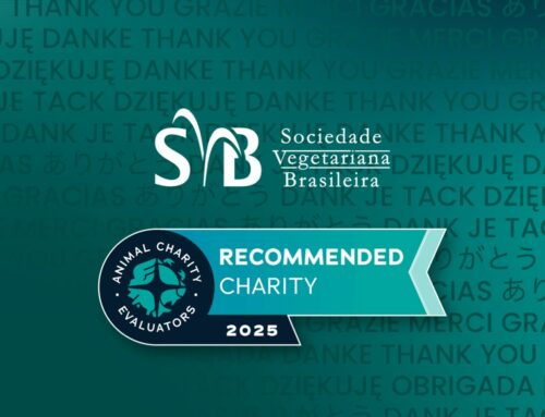SVB é reconhecida pela Animal Charity Evaluators (ACE) como uma das organizações mais eficazes do mundo na defesa dos animais