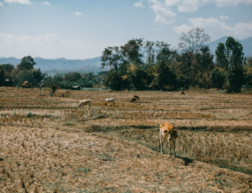 Terras marginais: Por que a pecuária não é a solução?