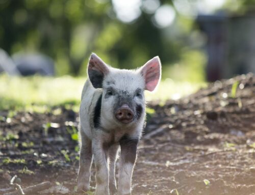 Abril Vegano convida brasileiros a experimentarem 30 dias de alimentação vegana