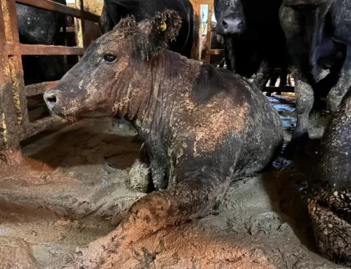 Sociedade Vegetariana Brasileira participa de mobilização nacional pelo fim da exportação marítima de animais vivos