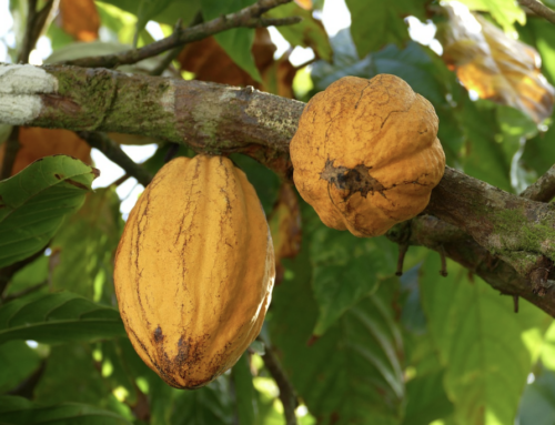 Como a pecuária ameaça o cacau na Amazônia